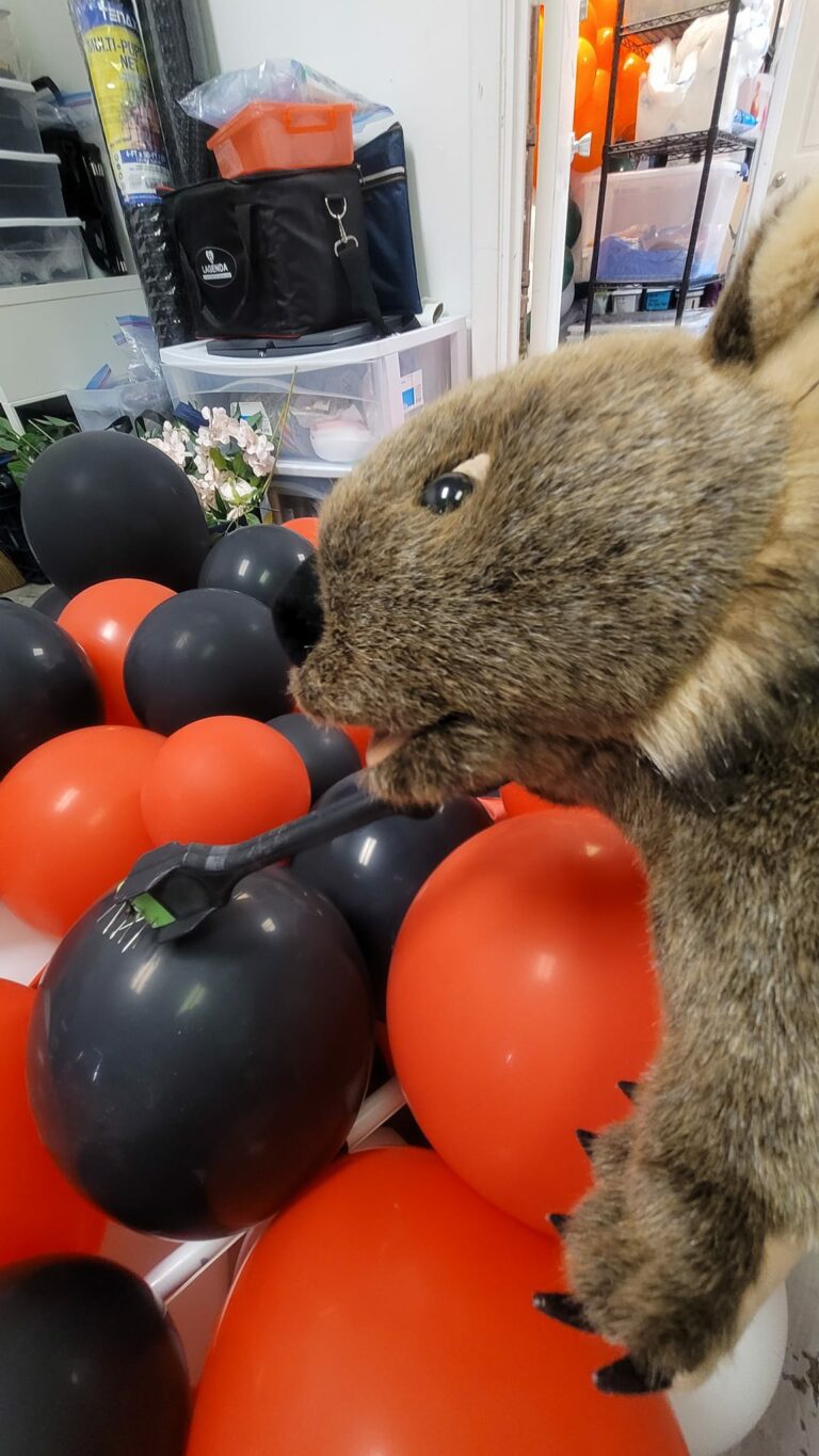 Willy The Wombat, Our Newest Recruit!