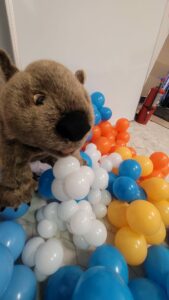 Willy the Wombat puppet preps orange, blue, and white balloons