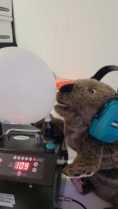 Willy the Wombat puppet inflates white balloons